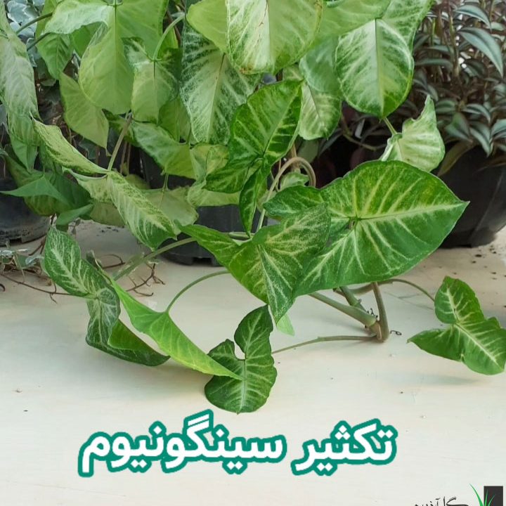 تکثیر سینگونیوم