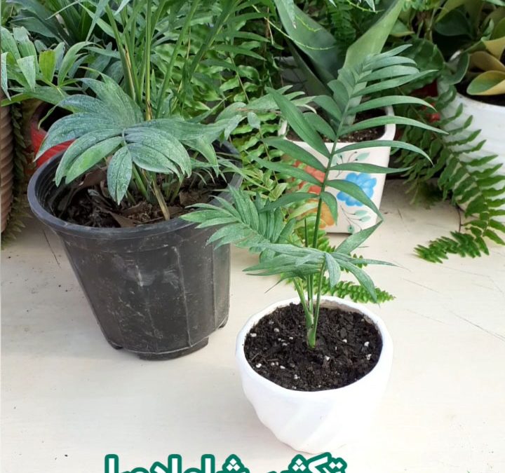 تکثیر شامادورا