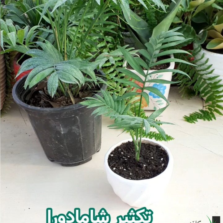 تکثیر شامادورا