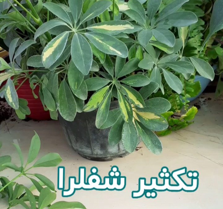تکثیر شفلرا