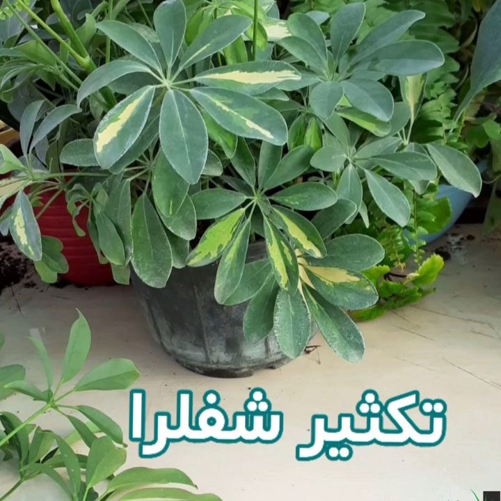 تکثیر شفلرا