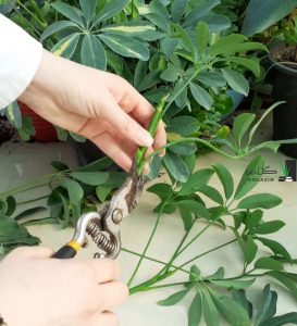 تکثیر شفلرا با قلمه