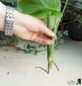 تکثیر برگ انجیری به روش خوابانیدن