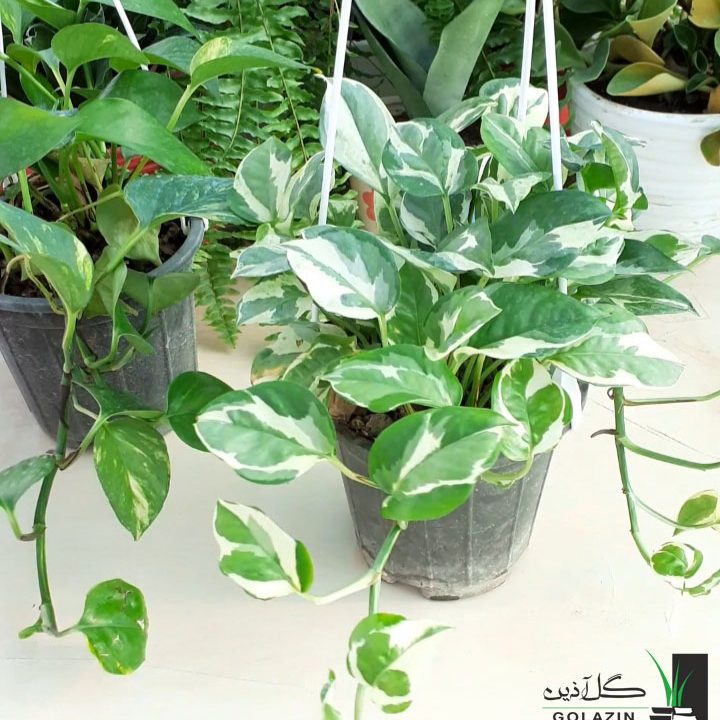 تکثیر پتوس یخی