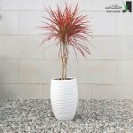 خرید دراسنا پرچمی