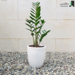 خرید زاموفیلیا