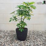 خرید شفلرا