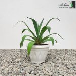 آگاو لاله ی