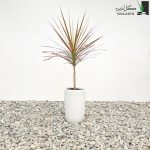 دراسنا پرچمی صورتی