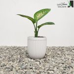 دیفن باخیا کوچک با گلدان سرامیکی