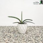 سانسوریا مدادی با گلدان سرامیکی