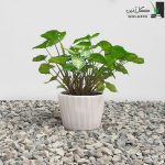 سینگونیوم با گلدان سرامیکی