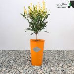 کروتون فر